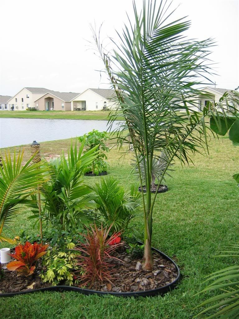 My zone 9B garden DISCUSSING PALM TREES WORLDWIDE PalmTalk